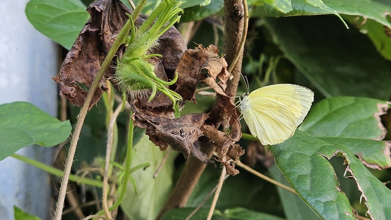 남방노랑나비 Eurema hecabe; DISPLAY FULL IMAGE.