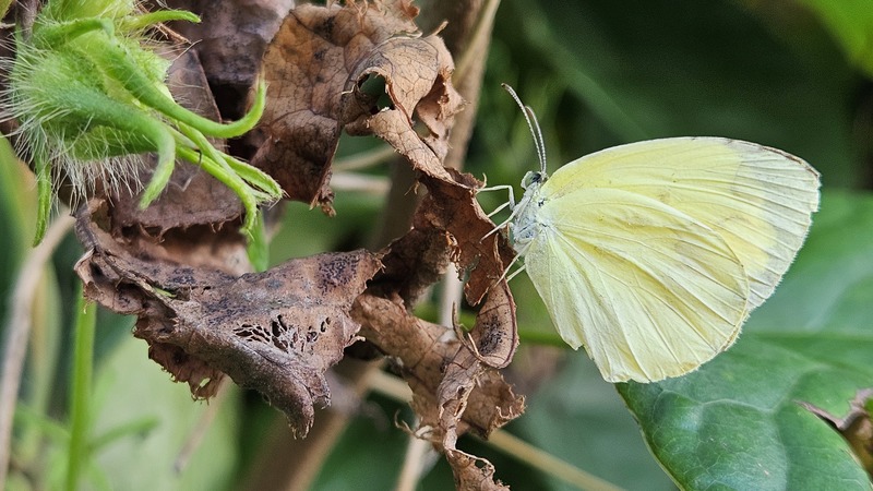 남방노랑나비 Eurema hecabe; DISPLAY FULL IMAGE.