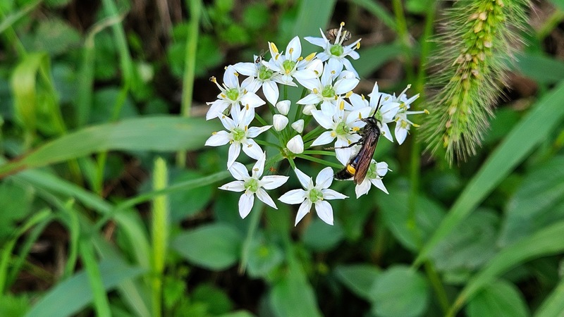 부추꽃의 황띠배벌 Scolia oculata; DISPLAY FULL IMAGE.