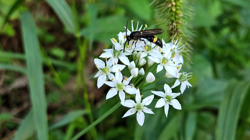 부추꽃의 황띠배벌 Scolia oculata; DISPLAY FULL IMAGE.