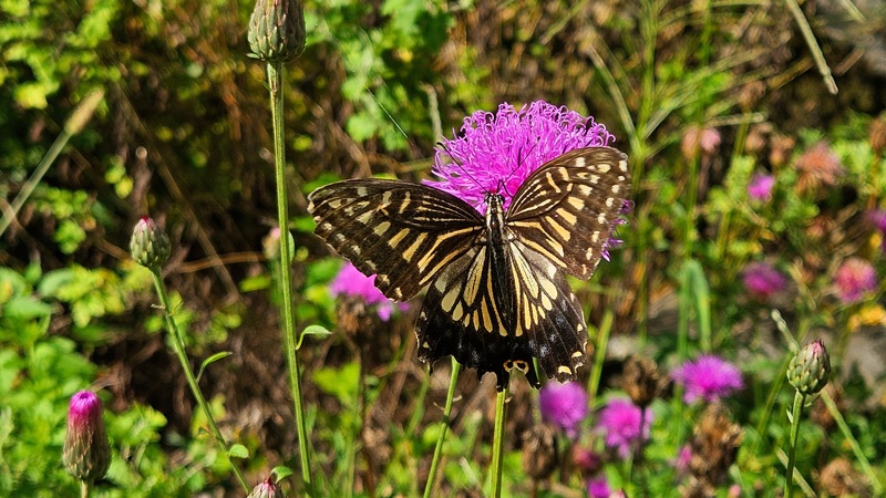 산비장이 꽃의 호랑나비 Papilio xuthus; DISPLAY FULL IMAGE.