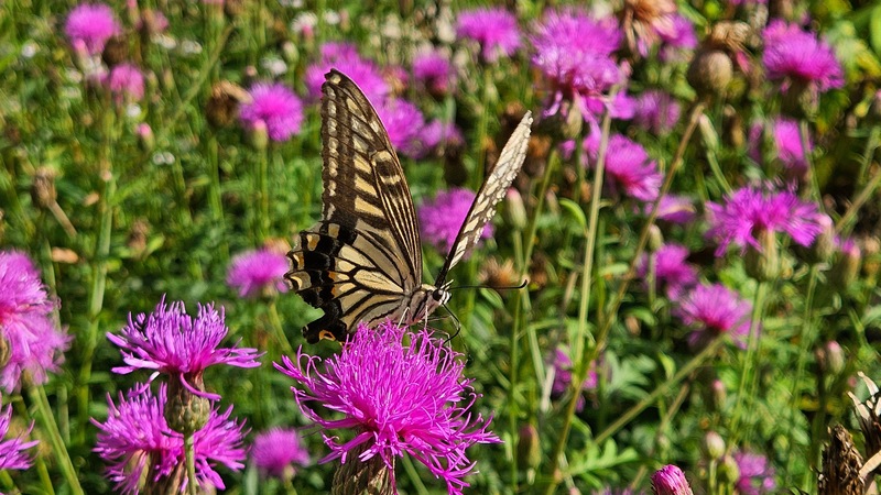 산비장이 꽃의 호랑나비 Papilio xuthus; DISPLAY FULL IMAGE.