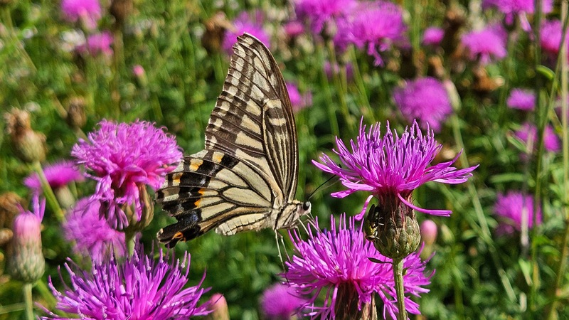 산비장이 꽃의 호랑나비 Papilio xuthus; DISPLAY FULL IMAGE.