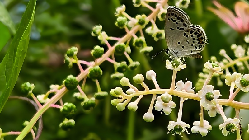 미국자리공 꽃의 먹부전나비 Tongeia fischeri (부분); DISPLAY FULL IMAGE.