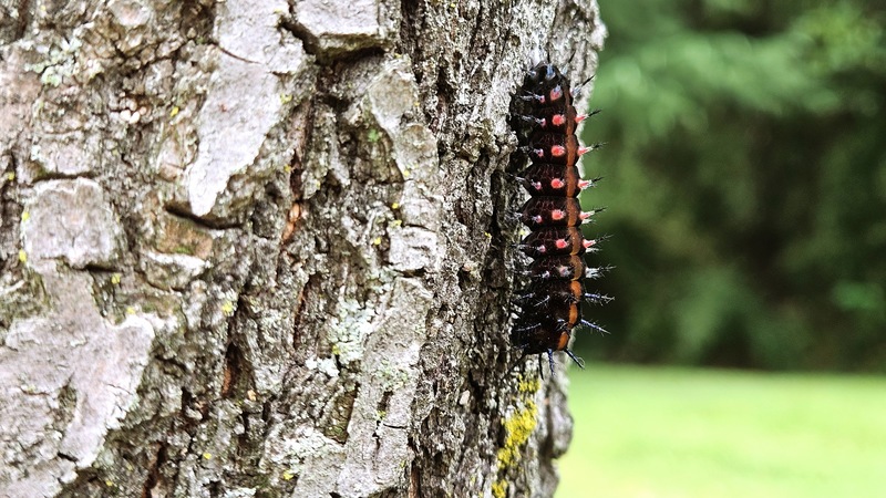 나무줄기의 암끝검은표범나비(Argyreus hyperbius) 종령 애벌레; DISPLAY FULL IMAGE.