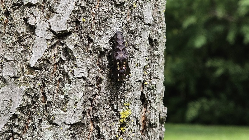 나무줄기의 암끝검은표범나비(Argyreus hyperbius) 번데기; DISPLAY FULL IMAGE.