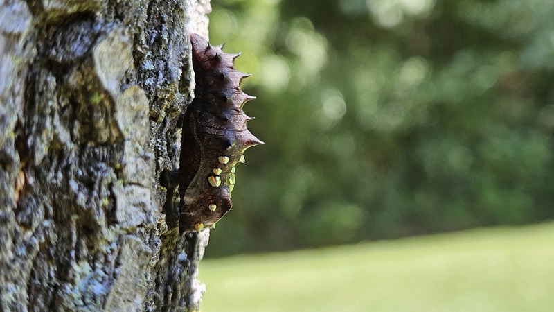나무줄기의 암끝검은표범나비(Argyreus hyperbius) 번데기; DISPLAY FULL IMAGE.