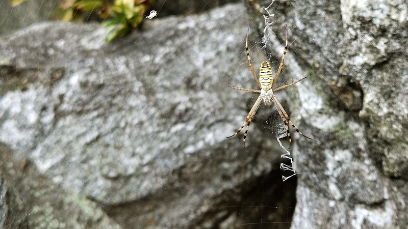 긴호랑거미 Argiope bruennichi; DISPLAY FULL IMAGE.