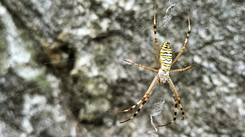 긴호랑거미 Argiope bruennichi; DISPLAY FULL IMAGE.