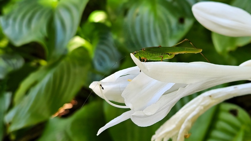 옥잠화 꽃의 검은다리실베짱이 Phaneroptera nigroantennata; DISPLAY FULL IMAGE.