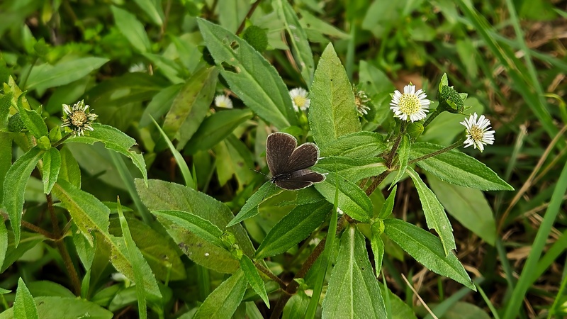 한련초 꽃과 암먹부전나비 Cupido argiades; DISPLAY FULL IMAGE.