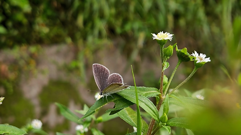 한련초 꽃과 암먹부전나비 Cupido argiades; DISPLAY FULL IMAGE.
