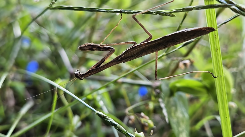 이삭에 잠복중인 좀사마귀 Statilia maculata; DISPLAY FULL IMAGE.