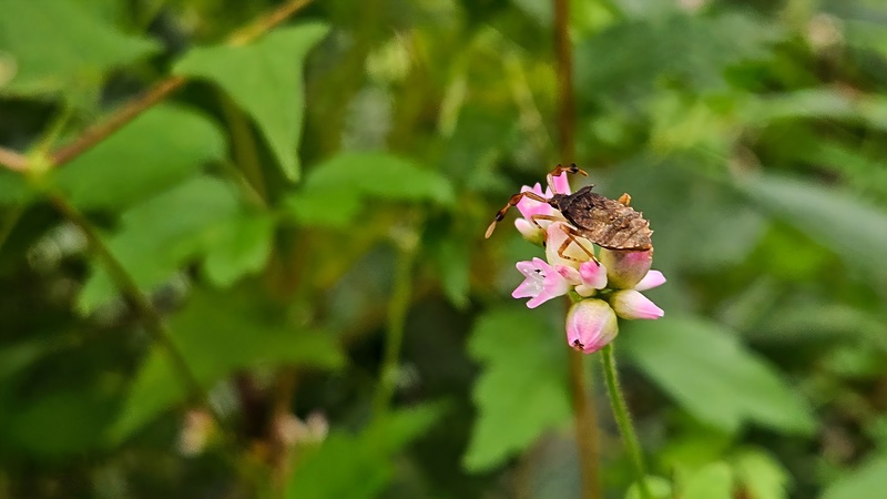 가시덩굴여뀌 꽃의 우리가시허리노린재 Cletus schmidti 약충 추정; DISPLAY FULL IMAGE.