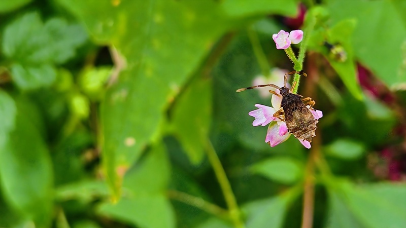 가시덩굴여뀌 꽃의 우리가시허리노린재 Cletus schmidti 약충 추정; DISPLAY FULL IMAGE.