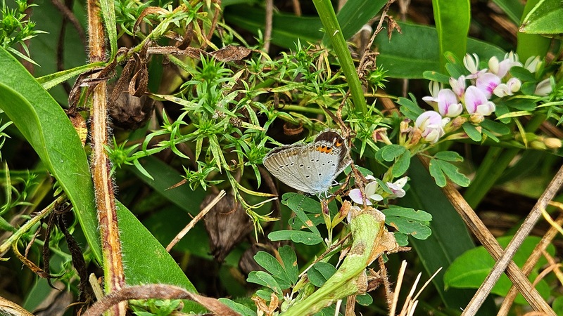 비사리 꽃과 암먹부전나비 Cupido argiades; DISPLAY FULL IMAGE.