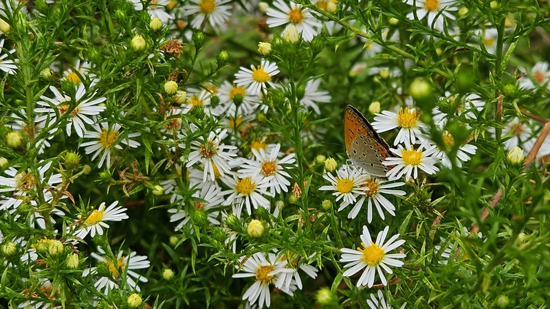 미국쑥부쟁이 꽃의 큰주홍부전나비 Lycaena dispar; DISPLAY FULL IMAGE.