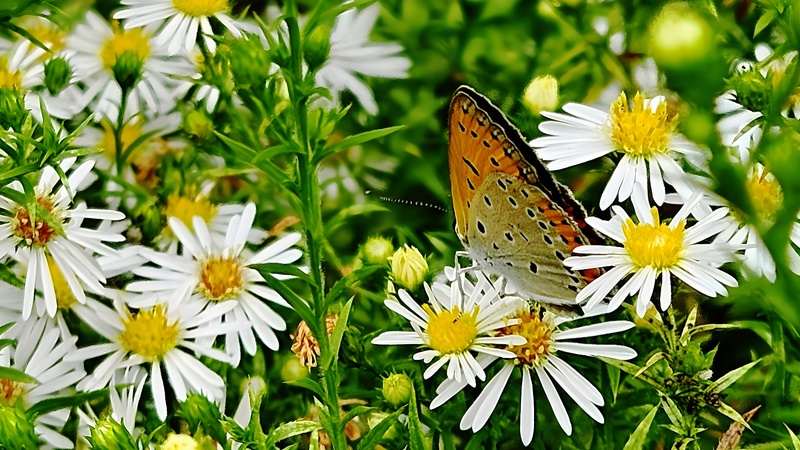 미국쑥부쟁이 꽃의 큰주홍부전나비 Lycaena dispar (부분자름); DISPLAY FULL IMAGE.