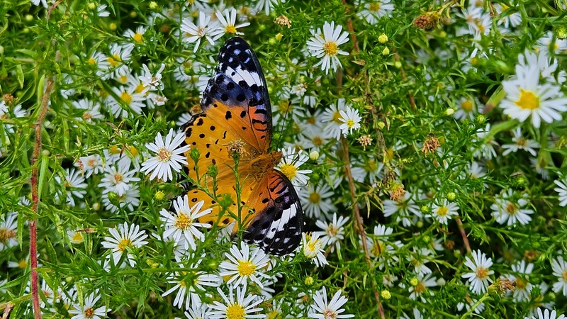 미국쑥부쟁이 꽃의 암끝검은표범나비 (Argyreus hyperbius) 암컷; DISPLAY FULL IMAGE.