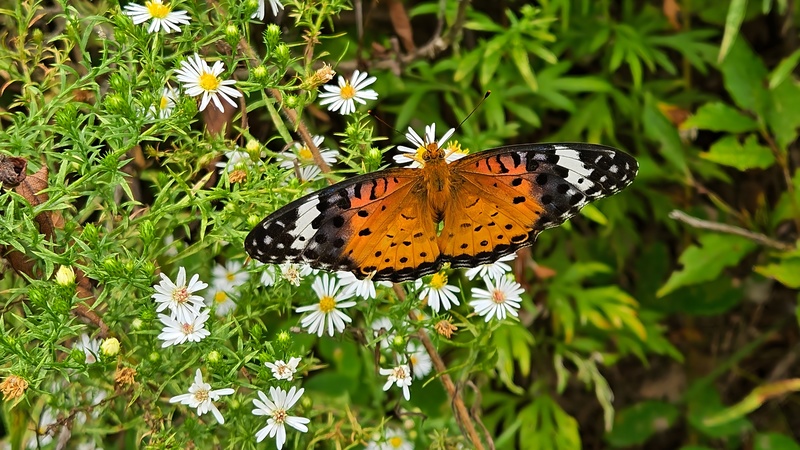 미국쑥부쟁이 꽃의 암끝검은표범나비 (Argyreus hyperbius) 암컷; DISPLAY FULL IMAGE.
