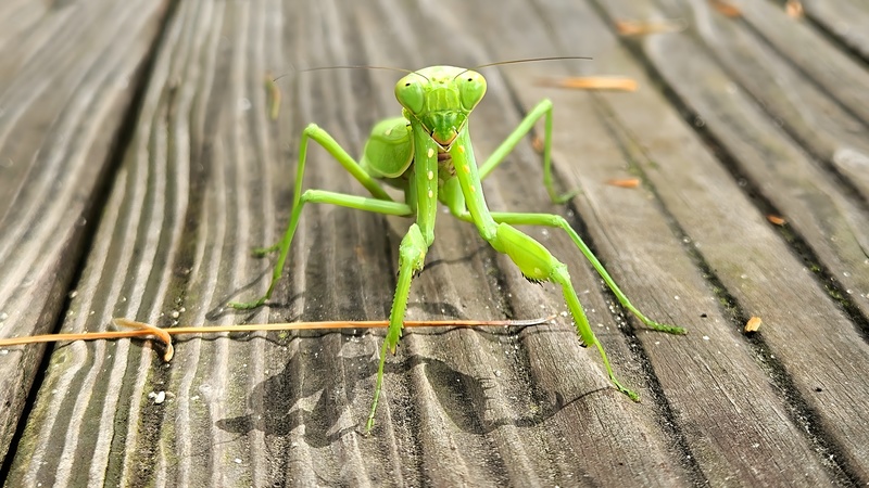 길로 내려온 넓적배사마귀 (Hierodula patellifera); DISPLAY FULL IMAGE.