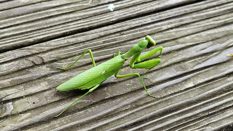 길로 내려온 넓적배사마귀 (Hierodula patellifera); DISPLAY FULL IMAGE.