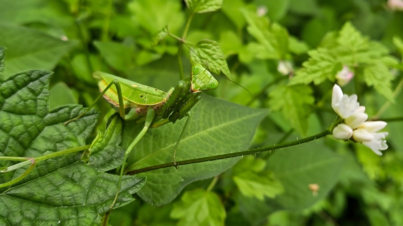 가시덩굴여뀌에 숨은 넓적배사마귀 (Hierodula patellifera); DISPLAY FULL IMAGE.
