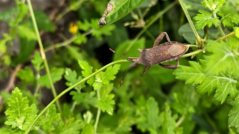 풀줄기의 장수허리노린재 (Anoplocnemis dallasi) 암컷; DISPLAY FULL IMAGE.