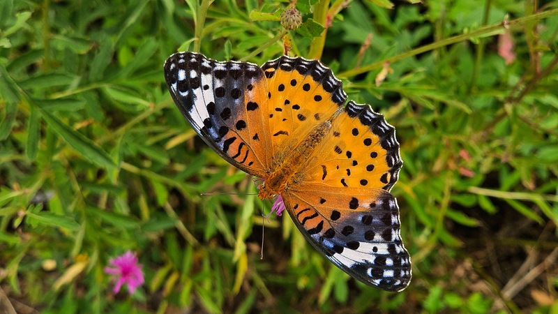 산비장이 꽃의 암끝검은표범나비 (Argyreus hyperbius) 암컷; DISPLAY FULL IMAGE.