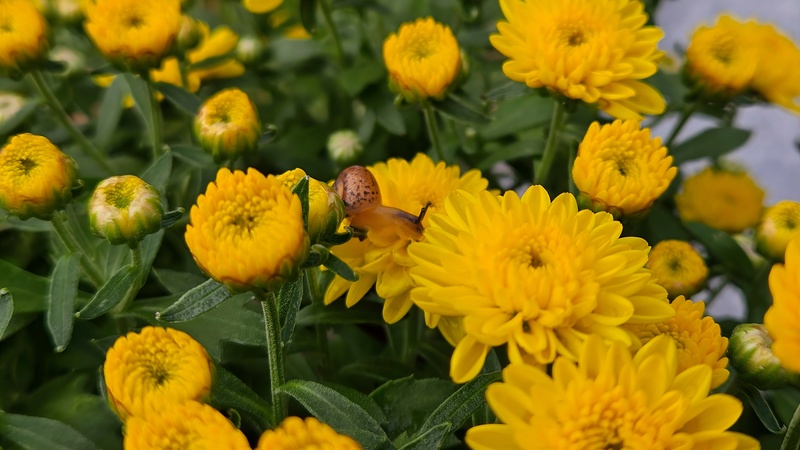 국화꽃을 즐기는 어린 명주달팽이 (Acusta despecta); DISPLAY FULL IMAGE.