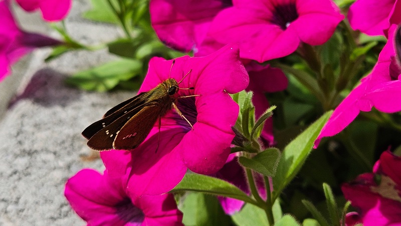 분홍색 특이점의 줄점팔랑나비 (Parnara guttata); DISPLAY FULL IMAGE.