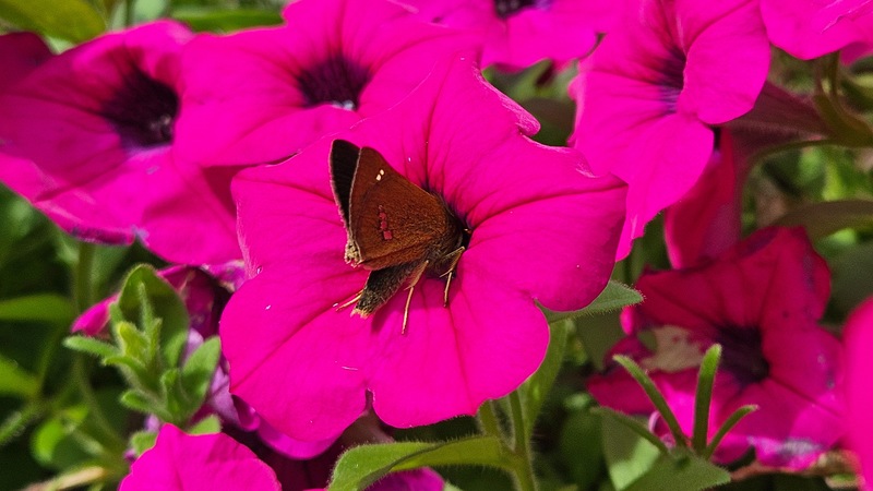 분홍색 특이점의 줄점팔랑나비 (Parnara guttata); DISPLAY FULL IMAGE.