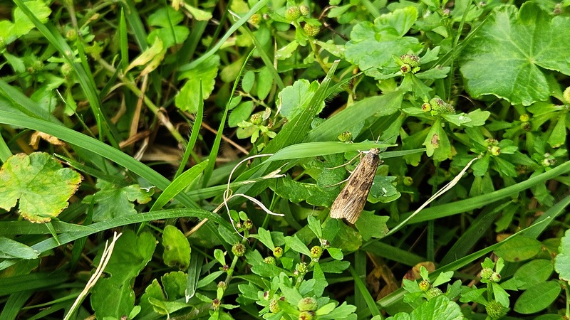 등심무늬들명나방 Nomophila noctuella (추정); DISPLAY FULL IMAGE.