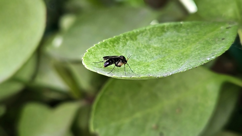 사철나무 잎의 민날개버섯파리 (Monoclona braueri) (추정); DISPLAY FULL IMAGE.