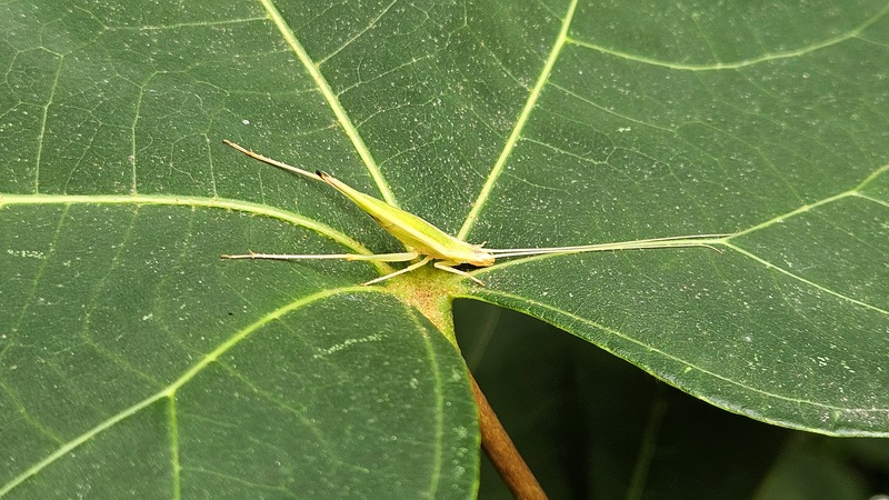 잎맥으로 위장한 긴꼬리 (Oecanthus longicauda); DISPLAY FULL IMAGE.