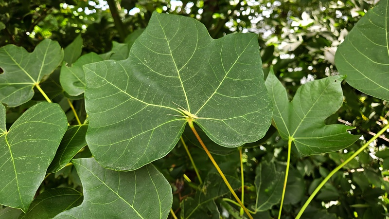 잎맥으로 위장한 긴꼬리 (Oecanthus longicauda), 숨바꼭질; DISPLAY FULL IMAGE.