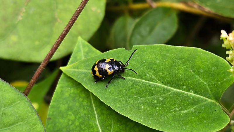 별나팔꽃 잎에서 쉬는 상아잎벌레 (Gallerucida bifasciata); DISPLAY FULL IMAGE.