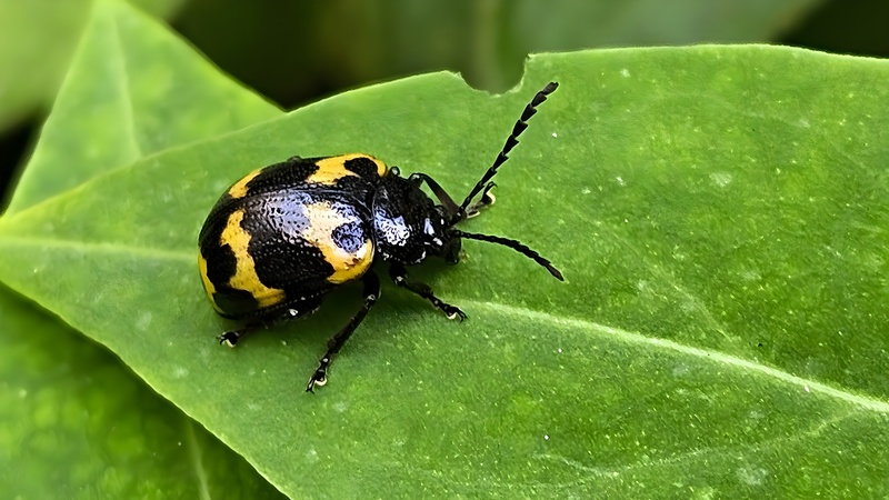 별나팔꽃 잎에서 쉬는 상아잎벌레 (Gallerucida bifasciata) (부분확대); DISPLAY FULL IMAGE.