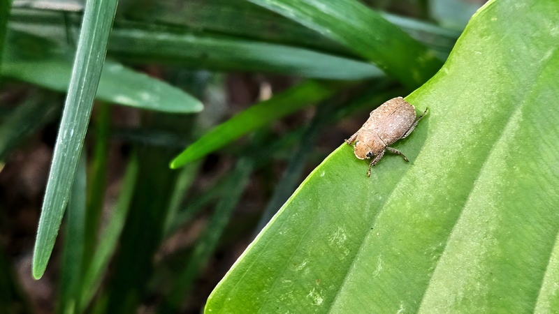 옥잠화 잎의 주둥무늬차색풍뎅이 (Adoretus tenuimaculatus); DISPLAY FULL IMAGE.