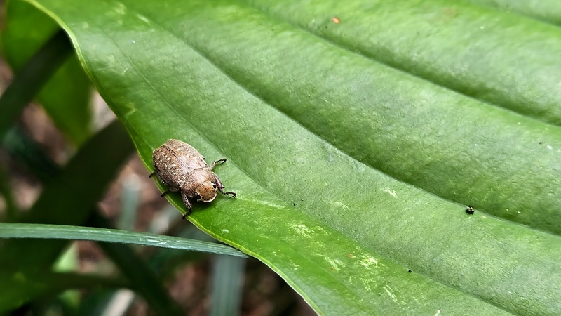 옥잠화 잎의 주둥무늬차색풍뎅이 (Adoretus tenuimaculatus); DISPLAY FULL IMAGE.