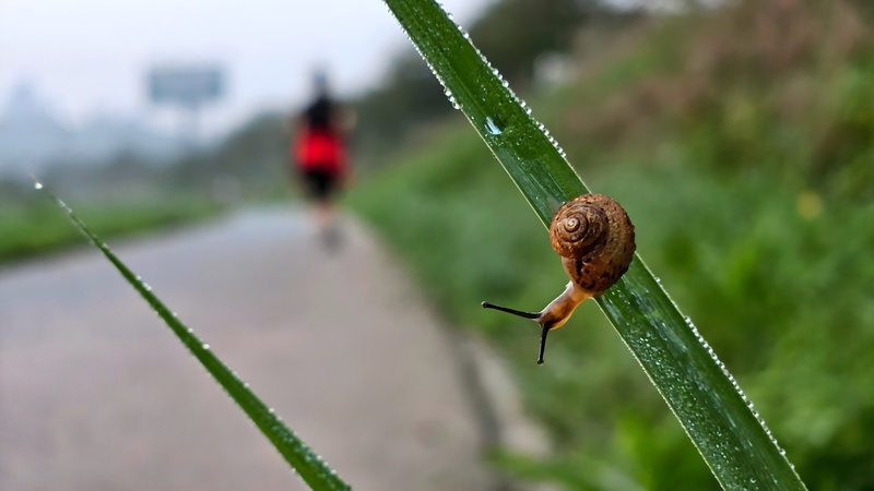 풀잎의 어린 명주달팽이 (Acusta despecta); DISPLAY FULL IMAGE.