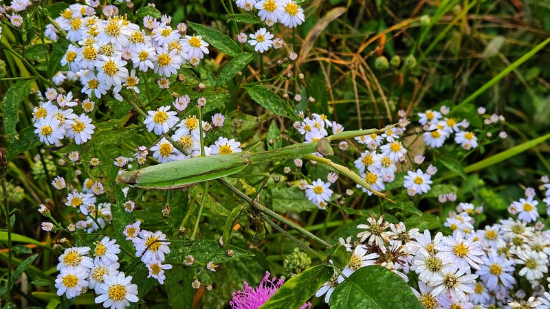 쑥부쟁이 꽃밭의 왕사마귀 (Tenodera sinensis) 암컷; DISPLAY FULL IMAGE.