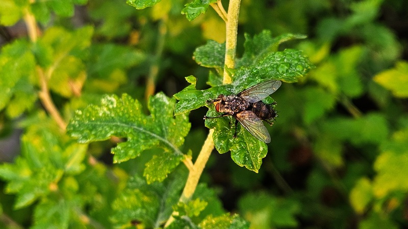빗속의 큰검정파리 (Calliphora lata) (추정); DISPLAY FULL IMAGE.