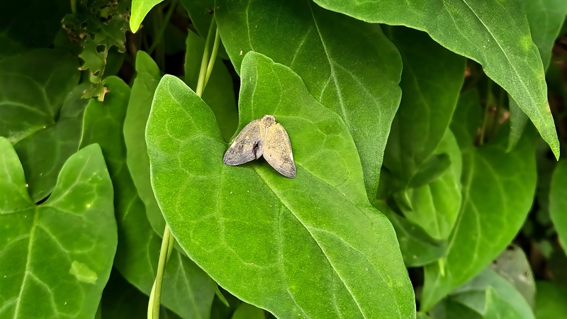 박주가리 잎의 갈색날개매미충 (Pochazia shantungensis); DISPLAY FULL IMAGE.