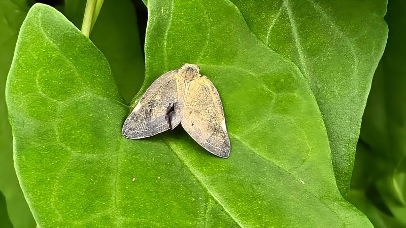 박주가리 잎의 갈색날개매미충 (Pochazia shantungensis) (부분확대); DISPLAY FULL IMAGE.