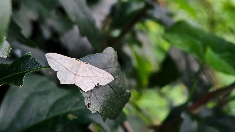 홍띠애기자나방 (Timandra comptaria); DISPLAY FULL IMAGE.