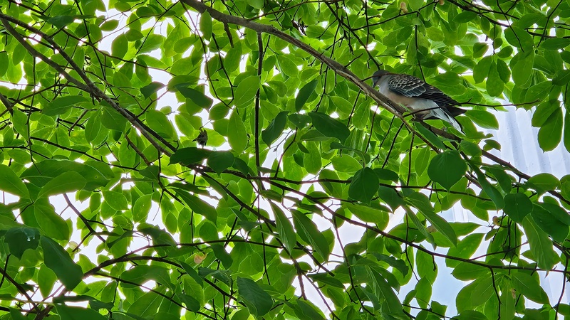 나뭇가지의 멧비둘기 (Streptopelia orientalis); DISPLAY FULL IMAGE.