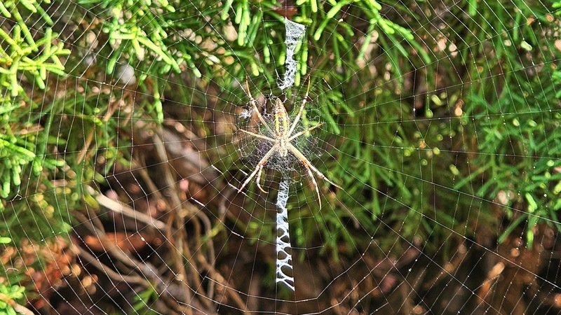 흰띠 거미줄의 긴호랑거미 (Argiope bruennichi) 암컷; DISPLAY FULL IMAGE.