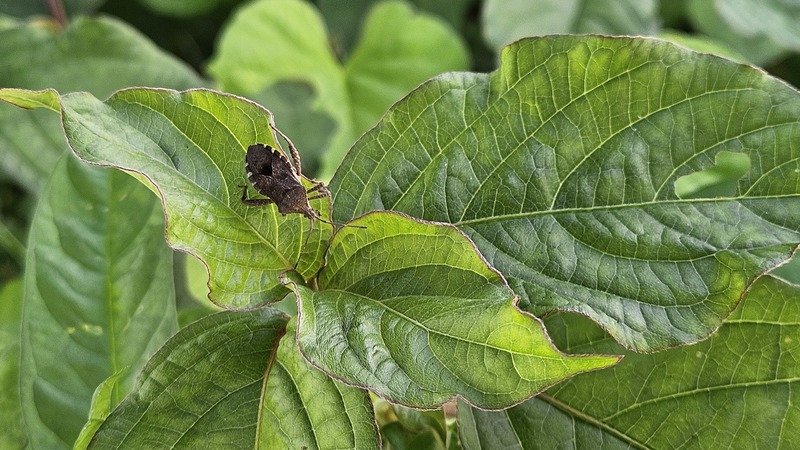 꽈리허리노린재 (Acanthocoris sordidus); DISPLAY FULL IMAGE.
