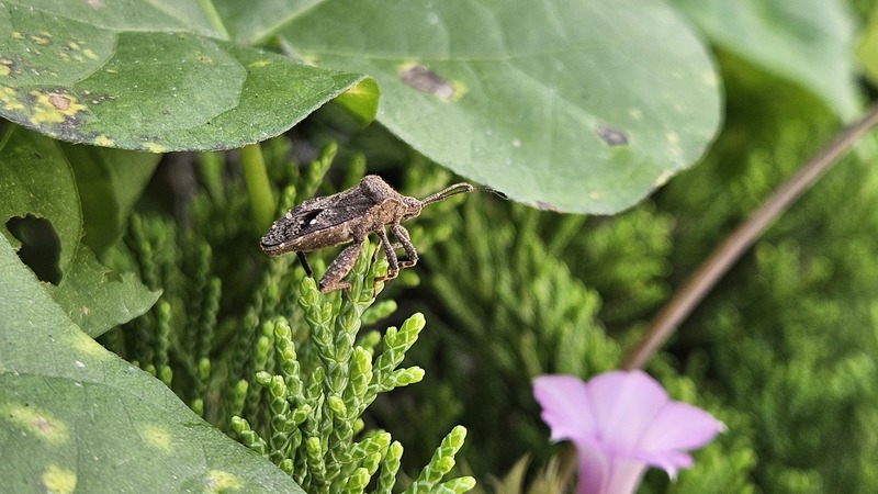 꽈리허리노린재 (Acanthocoris sordidus); DISPLAY FULL IMAGE.